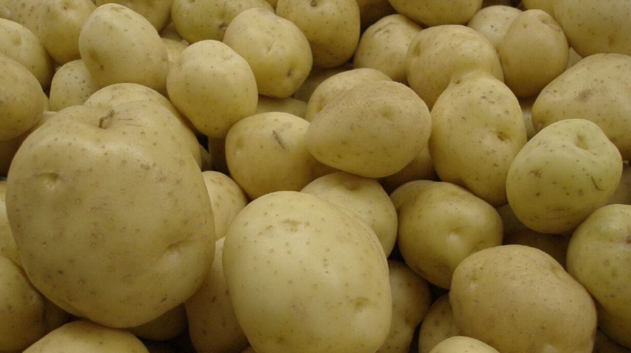 сорт картофеля тулеевский фото